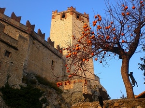 albero, torre, castello, gatto, gatti, cachi, frutti, frutta, merli