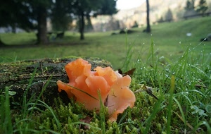 fungo, erba, verde, prato, alberi, gocce, arancione, natura, rugiada
