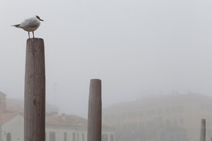 nebbia, pali, uccello, case, gabbiano, tre, zampe, grigio, becco, finestre, volatile, animale
