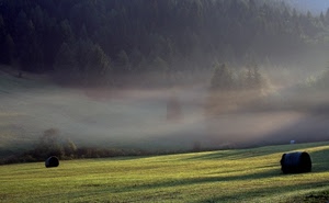 nebbia, campo, alberi, erba, prato, fieno, balle, bosco, montagna, verde
