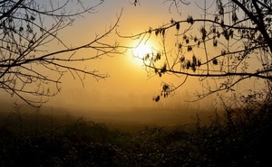 rami, sole, nebbia, alberi, tramonto, campagna, foglie