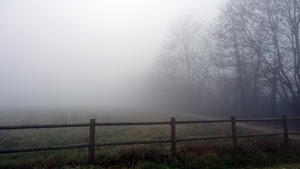 alberi, nebbia, staccionata, erba, legno, foschia, sentiero, prato, verde, steccato, rami, campagna, paesaggio