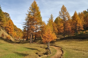 alberi, sentiero, cielo, autunno, verde, prato, rami, bosco, giallo, montagna, erba, foglie, nuvole, paesaggio, natura, larici