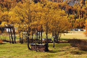 autunno, alberi, giallo, prato, legna, foglie, bosco, catasta, erba, rami, case, verde, piante