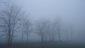 nebbia, alberi, inverno, rami, spogli, autunno, freddo, campo, grigio, paesaggio