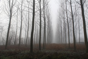 alberi, nebbia, rami, bosco, prospettiva, tronchi, pioppi, inverno, pioppeto, grigio, vegetazione, case, filari, spogli, foschia