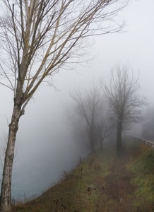 nebbia, alberi, inverno, rami, autunno, bruma, spogli