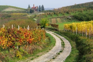 vigneti, strada, autunno, alberi, curva, vigne, sentiero, colline, campagna, paesaggio, casa, chiesa