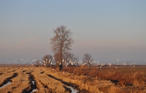alberi, uccelli, acqua, cielo, paesaggio, volatili, stormo, albero, rami, autunno, campo, campagna, solchi, palude, bianco, gabbiani, marrone, erba, canali