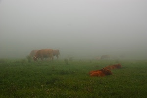 nebbia, mucche, verde, animali, erba, prato, pascolo, bovini, foschia
