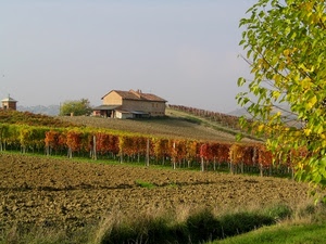 casa, albero, vigna, vigneto, campagna, terra, autunno, campo, fattoria, vigne, cielo, viti, filari