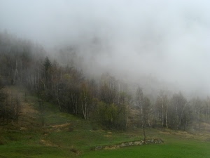 nebbia, alberi, bosco, prato, verde, montagna, inverno, foschia