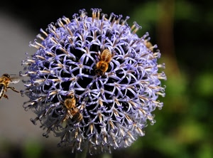 fiore, api, viola, sfera, insetti, verde, tre, sfocato, fiori, cerchio, petali