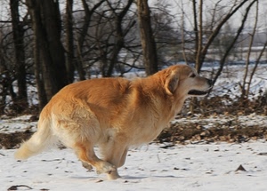 cane, corsa, neve, alberi, inverno, movimento, pelo