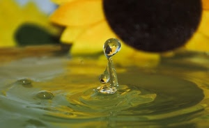 acqua, giallo, goccia, fiore, gocce, verde, girasole, marrone, bolle, nero, petali, cerchi