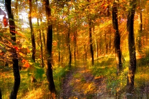 alberi, autunno, bosco, foglie, raggi, sole, giallo, controluce