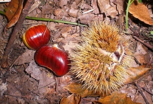 foglie, castagne, autunno, riccio, spine, marrone, due
