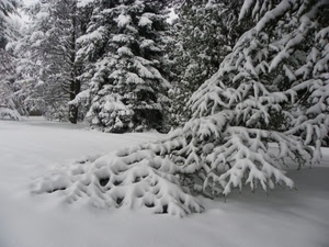 neve, alberi, bianco, inverno, rami, bianconero, bianca