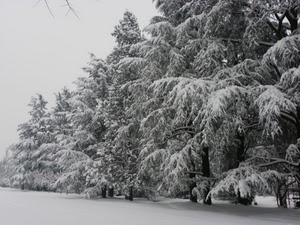 neve, alberi, inverno, bianco, rami, bianconero