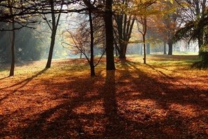 foglie, alberi, ombre, autunno, bosco, rami, ombra, verde, controluce, parco, luce, tronchi