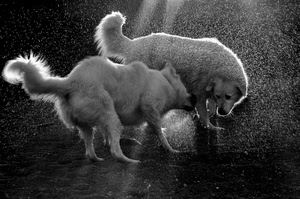 cani, due, bianconero, acqua, animali, code, pioggia, controluce, spruzzi
