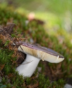 fungo, gambo, erba, verde, cappella, muschio, lamelle, bianco, sfocato, sottobosco, cappello, natura, macro, bosco