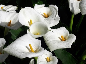 bianco, fiori, calle, verde, giallo, foglie, pistilli, ombra, corolla, pistillo
