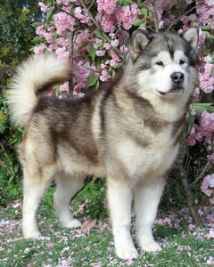 cane, fiori, coda, rosa, pelo, orecchie, zampe, animale, bianco, muso, erba, verde, nero, animali, occhi, piante