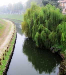 salice, acqua, albero, canale, verde, riflesso, fiume, strada, foschia, staccionata, alberi