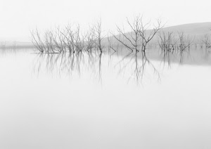 acqua, rami, alberi, riflesso, bianconero, lago, riflessi, bianco, spogli, minimalismo
