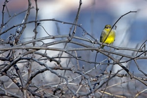 uccello, giallo, rami, uccellino, inverno, piume, tralci, vite