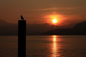 tramonto, montagne, uccello, gabbiano, controluce, sole, mare, acqua, palo, lago, riflesso