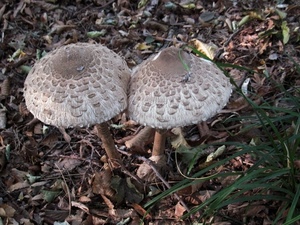 funghi, due, erba, foglie, cappelle, marrone, gambo, verde