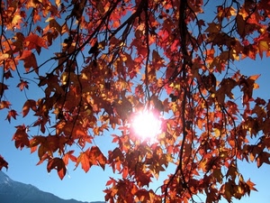 foglie, sole, controluce, albero, cielo, autunno, rami, rosso, rosse
