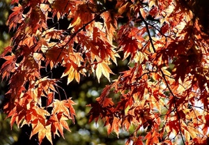 foglie, autunno, rosso, albero, rami, giallo, controluce, rosse, colori