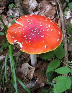 fungo, foglie, rosso, amanita, erba, verde, sottobosco, gambo, autunno, arancio, bosco
