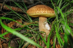 fungo, erba, verde, marrone, porcino, foglie, bosco, sottobosco, autunno