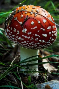 fungo, rosso, erba, cappella, amanita, verde, bosco, bianco, foglie, gambo, velenoso