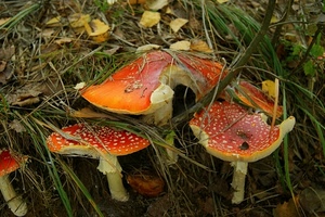 erba, rosso, funghi, verde, foglie, sottobosco, gambi, bianco, velenosi, bosco, cappelli, amanita, puntini, cappelle