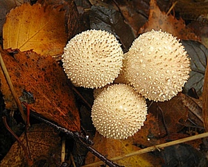 foglie, autunno, funghi, tre, sfere, rami, bianco