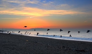 mare, uccelli, tramonto, spiaggia, riva, acqua, alba, cielo, sabbia