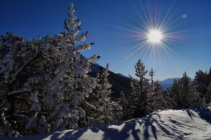 neve, alberi, sole, controluce, inverno, bianco, ombre, raggi, cielo, pini
