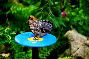 farfalla, ali, verde, azzurro, foglie, piante, giallo, insetto, antenne, animale, tavolino, sfocato, celeste, occhio, occhi