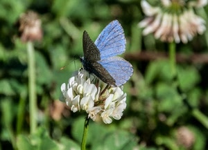 farfalla, fiore, ali, insetto, fiori, bianco, verde, petali, azzurro, macro
