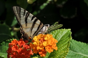 farfalla, fiori, giallo, ali, foglie, verde, fiore, arancione, arancio