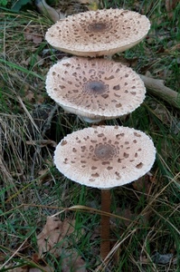 tre, erba, funghi, cappelle, natura, mazze, tamburo, cappella, cerchio, prato, ramo, gambi, bosco