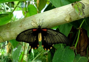 farfalla, ramo, insetto, ali, foglie, verde, macro, nero