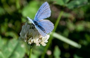 farfalla, fiore, ali, verde, azzurro, insetto, bianco, macro, antenne, celeste, petali, natura, erba, stelo, foglie, zampe