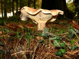 fungo, foglie, bosco, alberi, erba, edera, gambo, verde, tronco