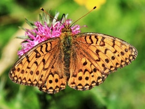 farfalla, fiore, ali, insetto, antenne, macro, rosa, sfocato